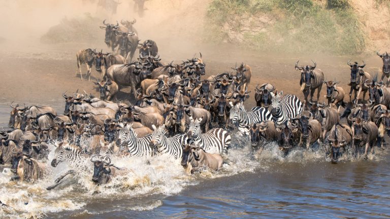 7 days wildebeest migration safari