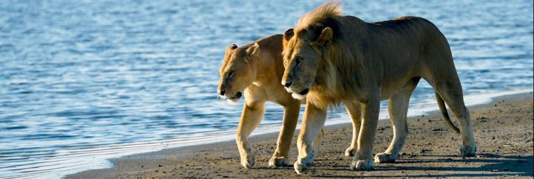 Destinations 23 Saadani National Park