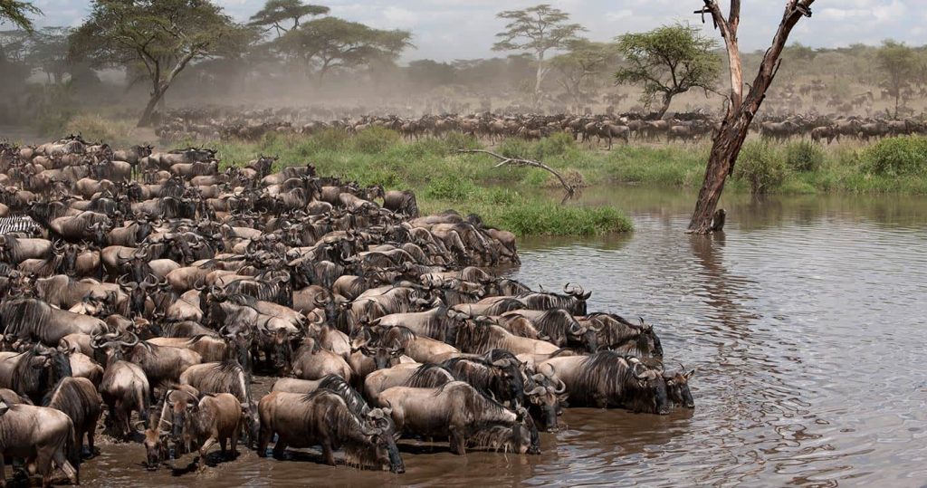 Grumeti Game Reserve 1 grumeti game reserve great migration tanzania