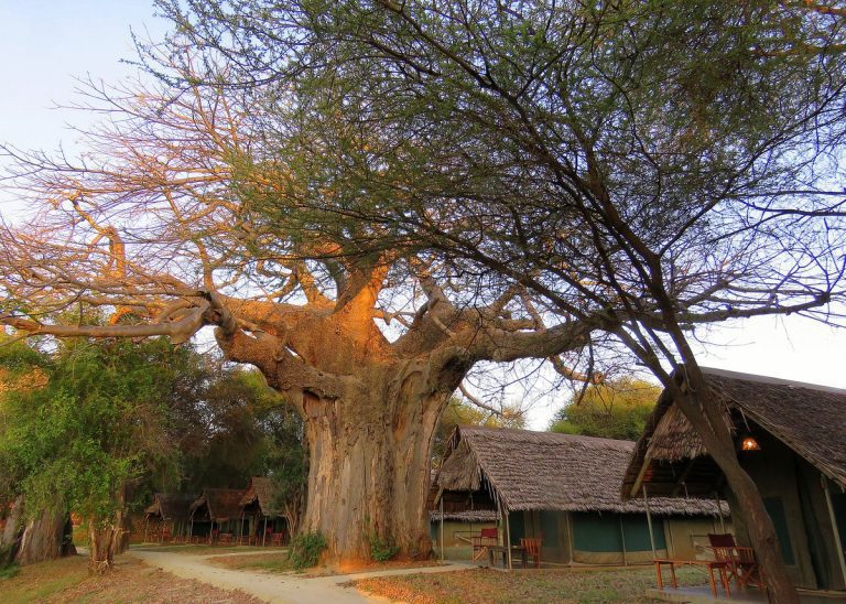 African Photography Safaris 12 Tarangire Safari Lodge
