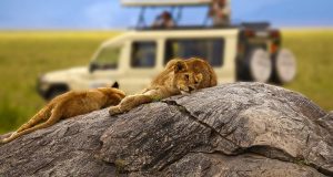 Ruaha National Park 3 8 Days Magical Tanzania Safari