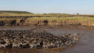 Ngorongoro Conservation Area 3 8-Day Great Migration Safari