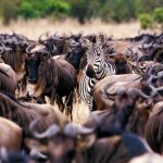 7-Day Great Migration Safari