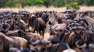 Ruaha National Park 2 7-Day Great Migration Safari